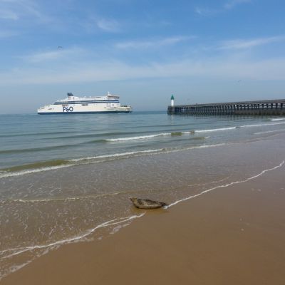 La Plage, un Phoque